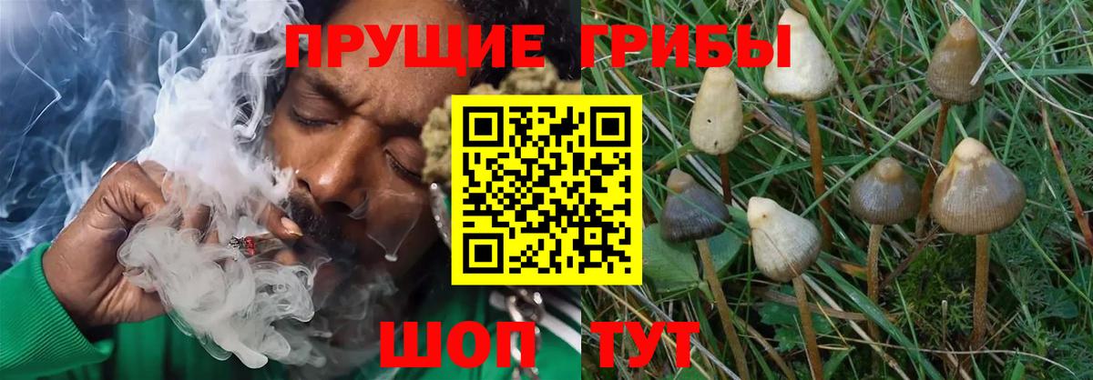 Галлюциногенные грибы Psilocybine cubensis Оренбург